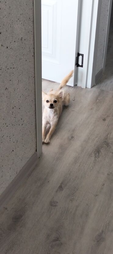 Asia: Çixuahua