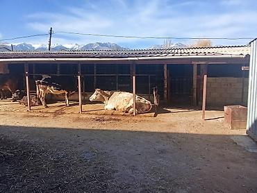 Продажа сельхоз предприятий: Продаётся недвижимость сельхозназначения с хозяйственным двором и — 7