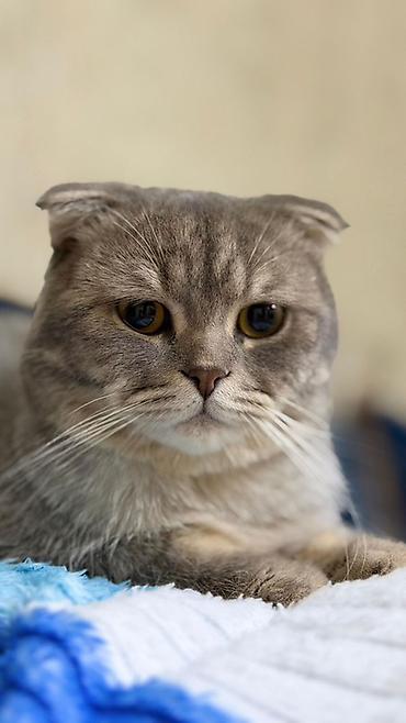 Кошки: Шотландская вислоухая, Самец, В добрые руки — 2