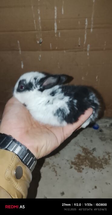 Gəmiricilər: Salam dovşan balaları satılır. Sevdiklərinizi yeni ilde sevindirmək — 8