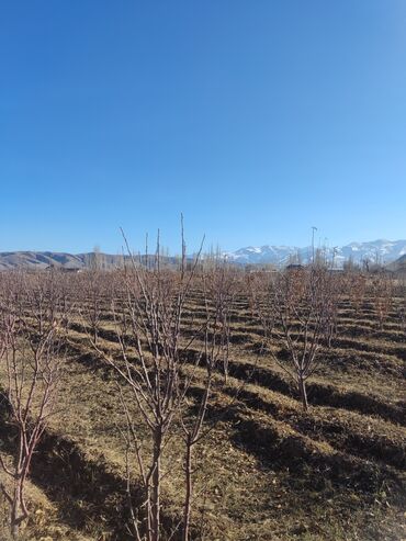 Спил деревьев, заготовка дров: Обрезка плодовых деревьев и кустарников яблок груш черешня абрикос — 10