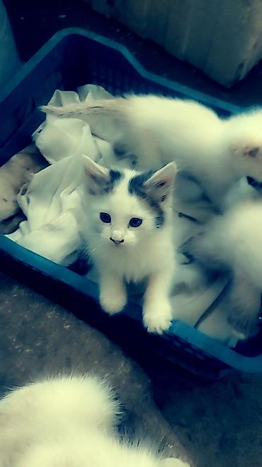 бенгальские кошки цена бишкек: Домашние пушистые котята. по 100 сом. в добрые и заботливые руки — 1