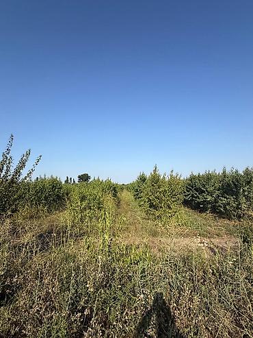 Bağ evlərinin satışı: Xaçmaz, 4 kv. m, 1 otaqlı — 10