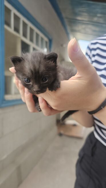 кролик рекс: Кошка даром: Беспородная, 1 месяц, Мальчик
