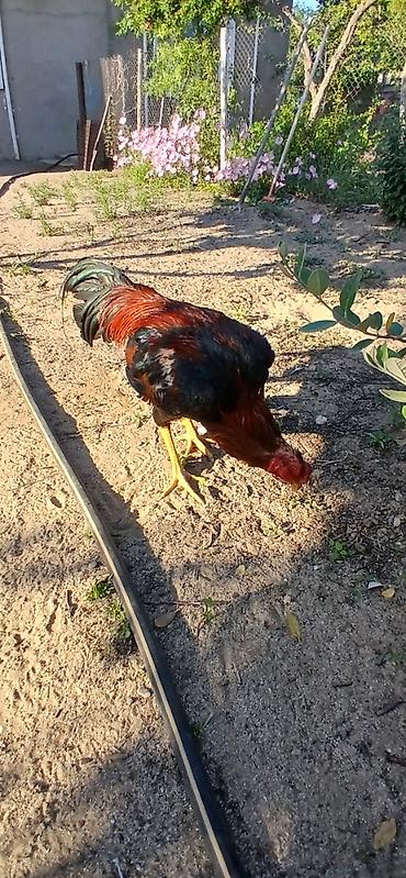 heyvan: SUPER HEYVANDI 10 AYLIQDI DAS PIPIK REAL ALICIYA ENDIRIM VAR FIKRI — 3