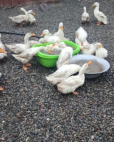 balaca cuce: 50 ədəd ördək hamısı bu ilki balalardi uje yumurtayirlar tək tək 15 — 4