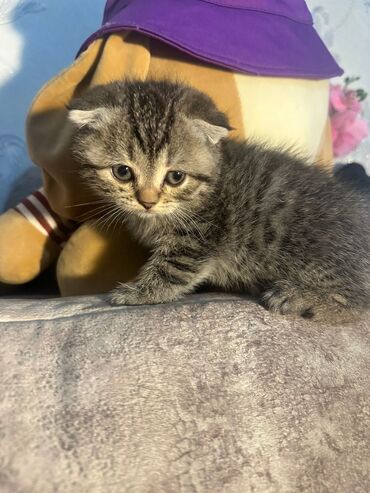 Pişiklər: Britan yastı qulaq, Erkək, Dişi, Yaxşı əllərə, Ünvandan götürmə, Pulsuz çatdırılma, Ödənişli çatdırılma — 139