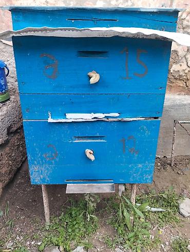 Arılar: Salam 4yeşik arıdı Karnika sortudu biri Qafqaz sortudu 2 mərtəbə tam — 8