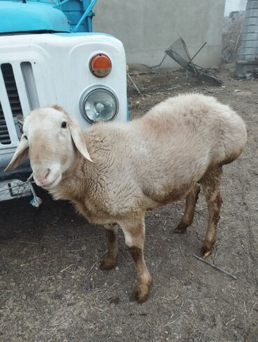Бараны, овцы: Продаю Кочкор гисарскай породы внук Гуливера