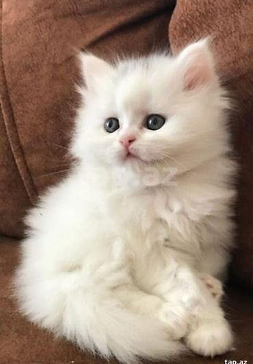 Pişiklər: Şotland, Erkək, Dişi -da lalafo.az — 2 Pişiklər: Şotland, Erkək, Dişi — 2