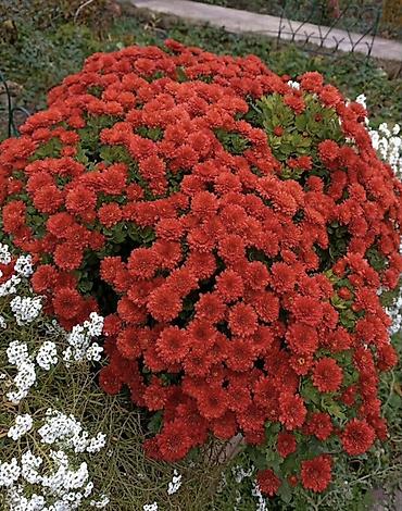 Хризантема: Продается хризантема мультифлора и корейская. Подростки. По 80 сом — 3