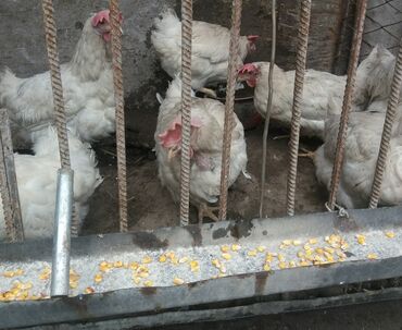 продажа цыплят несушек: Продажа 
несушек "Корыл" возраст 1,5года