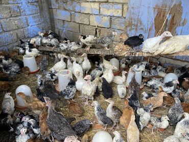 Toyuqlar: Satılır durçinka,serbilis,hündüşka -da lalafo.az — 5 Toyuqlar: Satılır durçinka,serbilis,hündüşka — 5