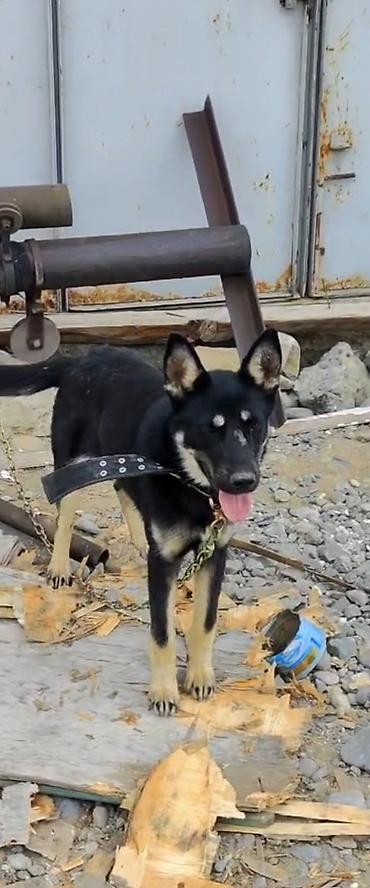 сколько стоит собака бу: İki it satılır - İt 1: Orta ölçülü, qara tüklü, ağ-bej rəngli — 1