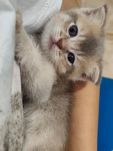 Кошки: Шотландская вислоухая — 4