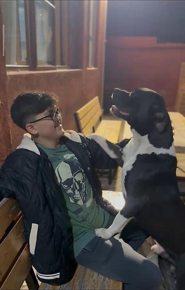 taksa it: Pitbul, Erkək — 2