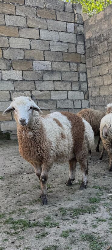 qurbanliq quzu: ALLAH kəsilən qurbanları tutulan dualari qəbul etsin İnşəallah