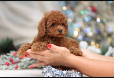 сколько стоит щенок хаски без документов: 2 месяца, Самка