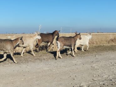 Козы, козлы: Продаю | Коза (самка) | На забой, Для молока — 7