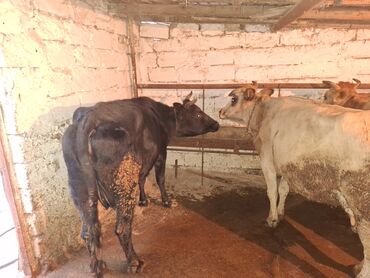 Inəklər, öküzlər: Qisir ineyler 4 de etdiydir alan olsa razilawma olacaq mallar — 17