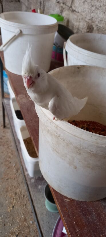 Tutuquşları: Salam ilk ozce yazini hamisini oxuyun sonra elaqe saxliyin hardasa bir — 10