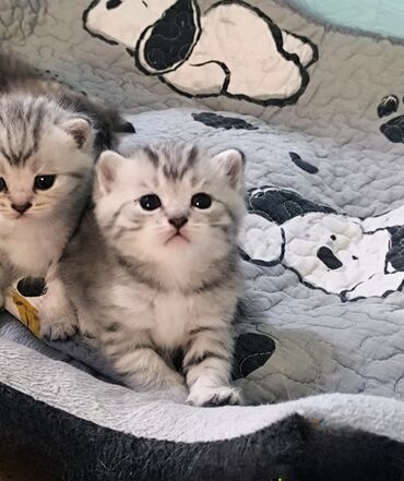 скоттиш страйт котята: Продаются котята Шотландские (Скотиш Страйт) ( открыты для