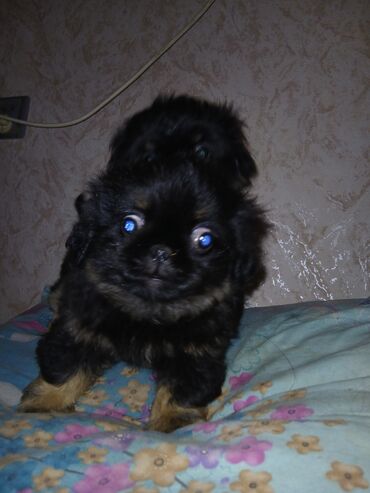 İtlər: Pekines, 2 ay, Erkek — 5