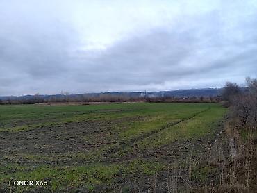 Torpaq sahələrinin satışı: 200 sot, Kənd təsərrüfatı, Texniki pasport — 5