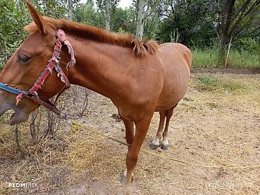 лош ат: Продаю | Жеребец | Рабочий — 3
