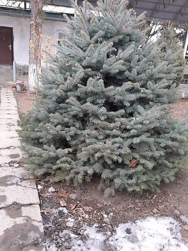 Другие декоративные деревья: Все за 20тыс голубые клипрост высокие хорошие пышные, не болеют — 14