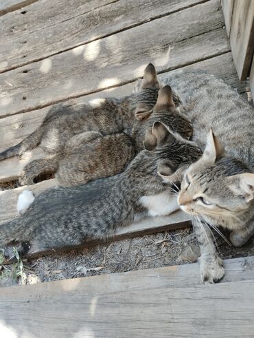 сколько стоит сиамский кот: Домашние котята, хорошим людям. Осталось три мальчика им по 3 месяца