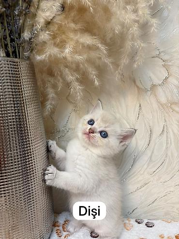 pişik gence: Britan, Dişi — 1
