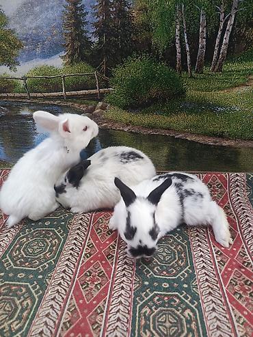 Dovşanlar: 1-ci şəkildəki yarı karlik Dovşanlar 15-azn. 3-cü şəkildəki Ag -AgQara — 30