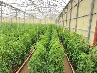 Kommersiya daşınmaz əmlakının satışı: Zirə Kəndi, 10 hektar sahəsi olan parnik satılır. 5 hektar yarım — 2