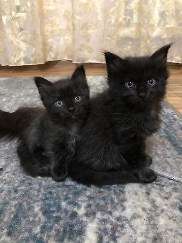 мейкун кошки: Продаются котята смесь европейского мейнкуна с обычным котом — 6
