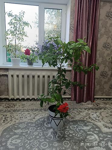цветок дифенбахия: Гибискус комнатный (110см, китайская роза) в кашпо - Крупное взрослое — 1