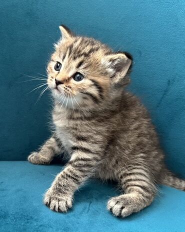 Pişiklər: Britan, Ünvandan götürmə — 4