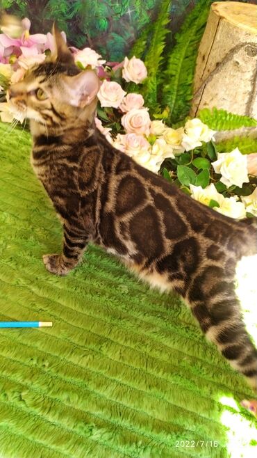 Продажа кошек: Профессиональный Питомник Бенгалов . Бен Гла Мур предлагает Очень — 7