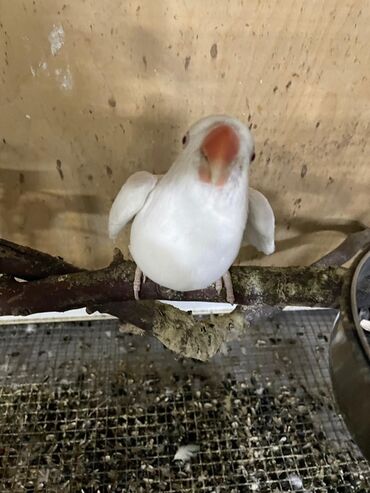 Digər quşlar: Məhsul: Halqa boyunlu parakitlər (Alexandrine/Indian Ringneck növü) — 3