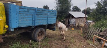 Inəklər, öküzlər: Dişi, il: 2, 250 kq, Südlük — 3