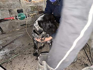 Отдам даром собаку: Собака даром: Кокер-спаниель, 10 месяцев, Самка, С родословной — 11