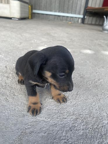 парода швиц: 🐶 Щенки чистопродной таксы — 4 щенка ватсап Продаются 4 — 3