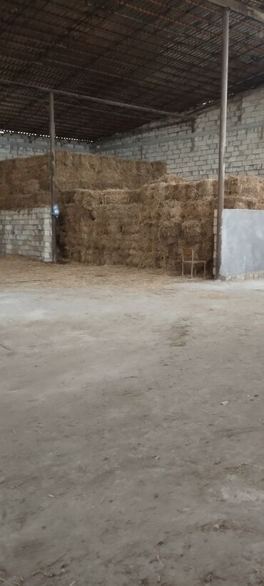 Коровы, быки: Preslenmiş saman balyaları - Quru, təmiz və günəşdən-köldən qorunan