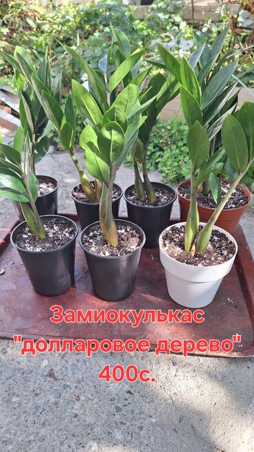где купить качественный мицелий вешенки: В продаже декоративно-лиственные, лечебныекомнатные растения