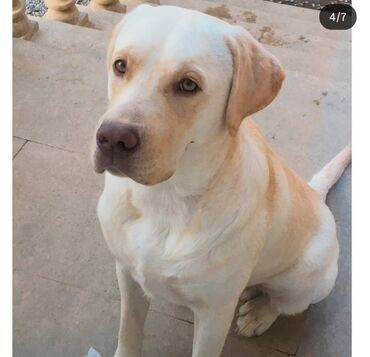 setter it cinsinin digər adı: Retriever, 5 il, Erkek, Cütləşmə üçün