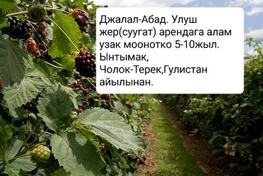 аренда жер сокулук: Айыл чарба үчүн