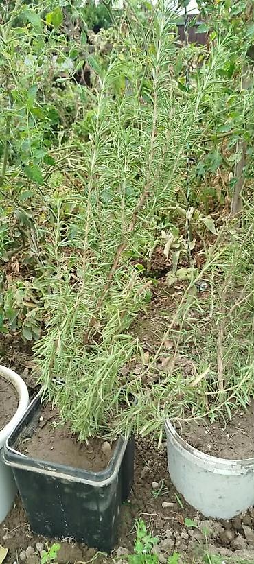 размарин купить: Розмарин (Rosmarinus officinalis) в горшках - Ароматное вечнозеленое — 8