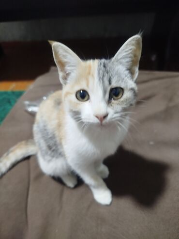 кошка сфинкс: Беспородная, 4 месяца, Девочка, Приучена к лотку, Проглистована