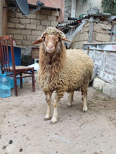 akvarium balaca: Erkək, il: 8, 44 kq, Damazlıq, Ödənişli çatdırılma — 1
