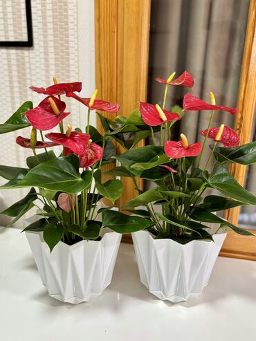 Букетные цветы: Anthurium hündürlük 50sm. Çatdırılma var. Ağ qabla 30azn, sadə qabda